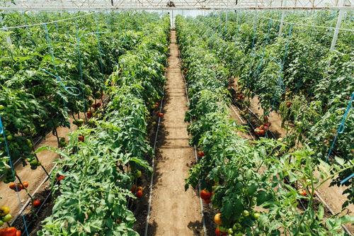 蒙古国的农业种植与饮食习惯概览