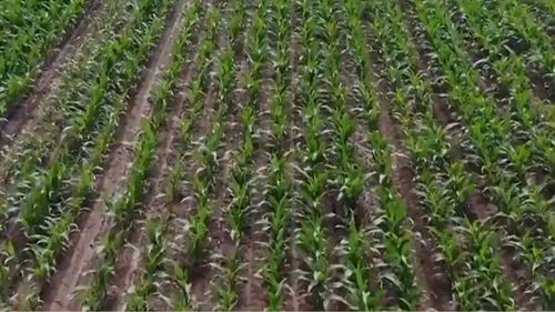 辽宁5300多万亩粮食作物播种完成 夯实全年粮食丰收基础