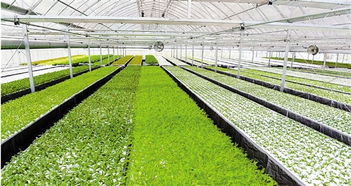 探索宁波植物梦工厂 无土化栽培与工厂化生产的未来农业